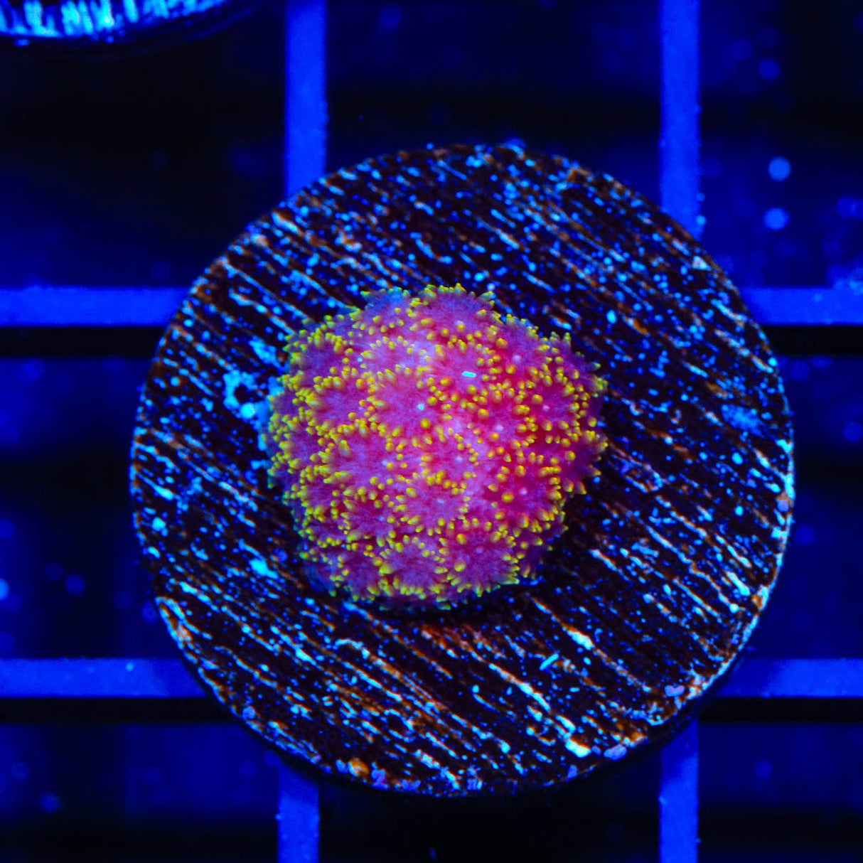 TSA Fun Dip Goniopora Coral