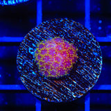 TSA Fun Dip Goniopora Coral