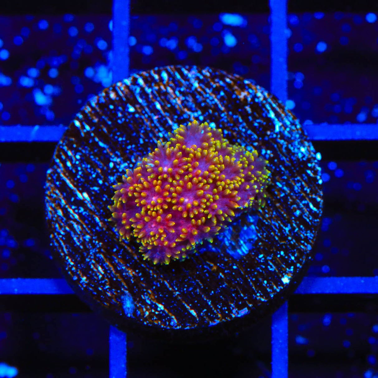 TSA Fun Dip Goniopora Coral