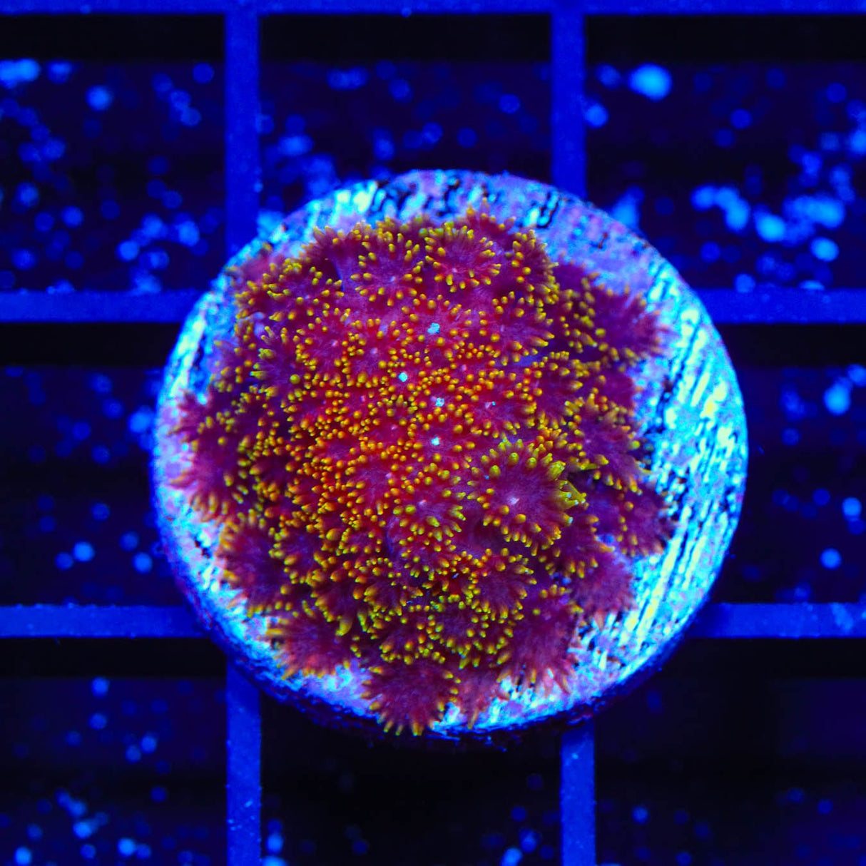 TSA Fun Dip Goniopora Coral