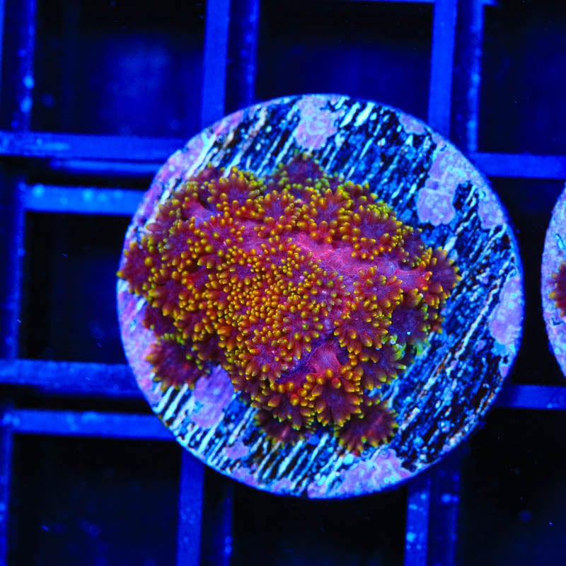 TSA Fun Dip Goniopora Coral