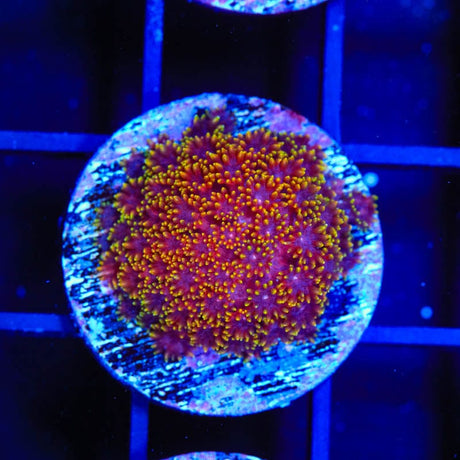 TSA Fun Dip Goniopora Coral