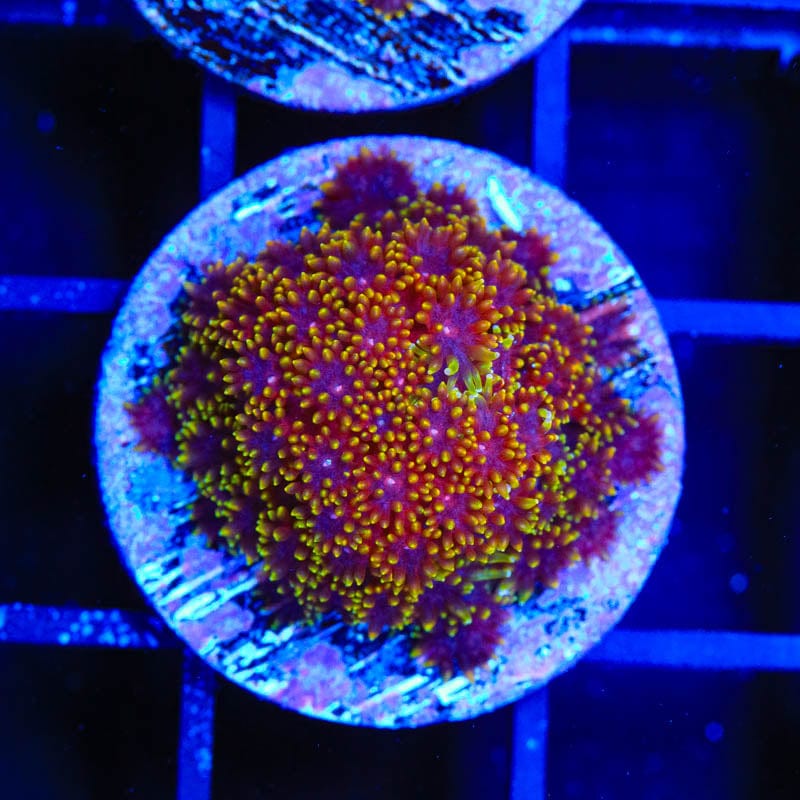 TSA Fun Dip Goniopora Coral