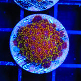 TSA Fun Dip Goniopora Coral