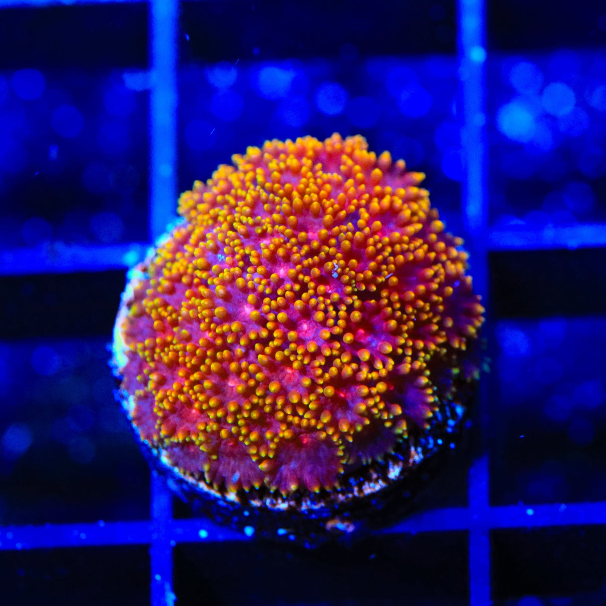 TSA Fun Dip Goniopora Coral