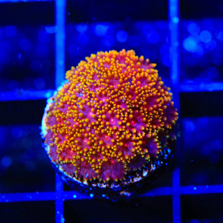 TSA Fun Dip Goniopora Coral