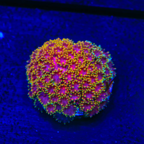 TSA Fun Dip Goniopora Coral