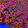 TSA Fun Dip Goniopora Coral