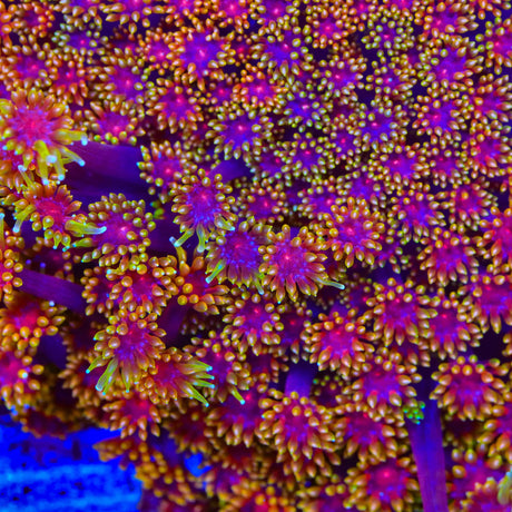 TSA Fun Dip Goniopora Coral