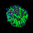 TSA Funky Fungia Plate Coral