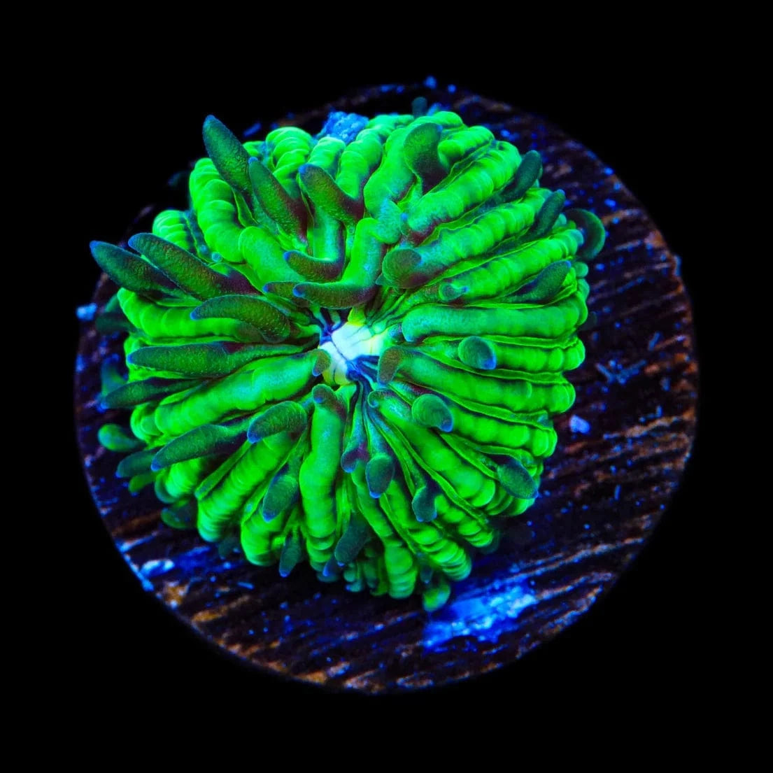 TSA Funky Fungia Plate Coral