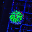 TSA Funky Fungia Plate Coral