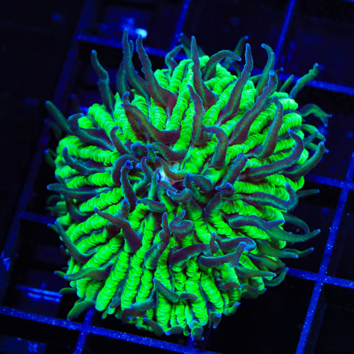 TSA Funky Fungia Plate Coral