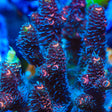 TSA Furminator Millepora Acropora Coral