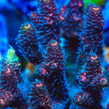 TSA Furminator Millepora Acropora Coral