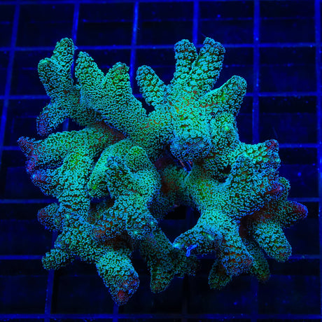 TSA Fuzzy Birdsnest Colony Coral