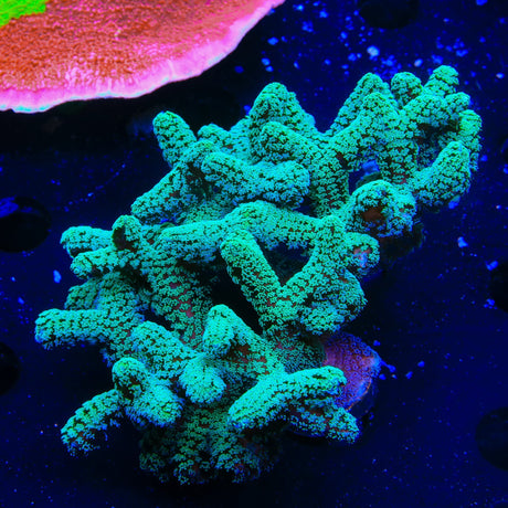 TSA Fuzzy Birdsnest Colony Coral