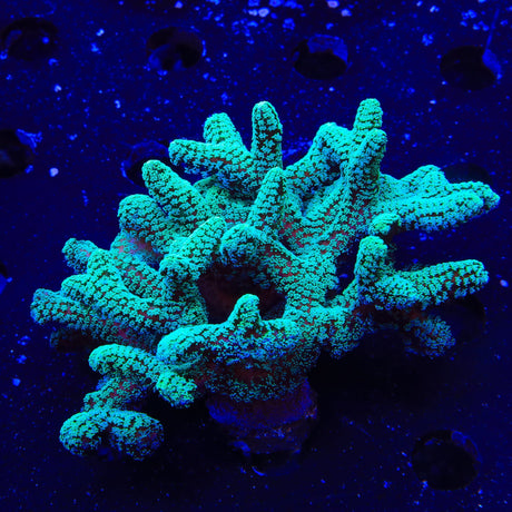TSA Fuzzy Birdsnest Colony Coral