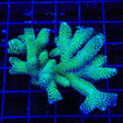 TSA Fuzzy Birdsnest Colony Coral
