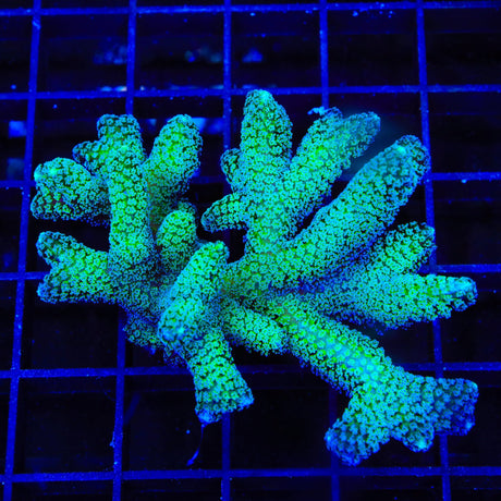 TSA Fuzzy Birdsnest Colony Coral