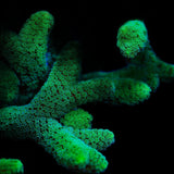 TSA Fuzzy Birdsnest Coral