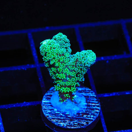 TSA Fuzzy Birdsnest Coral