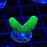 TSA Fuzzy Birdsnest Coral