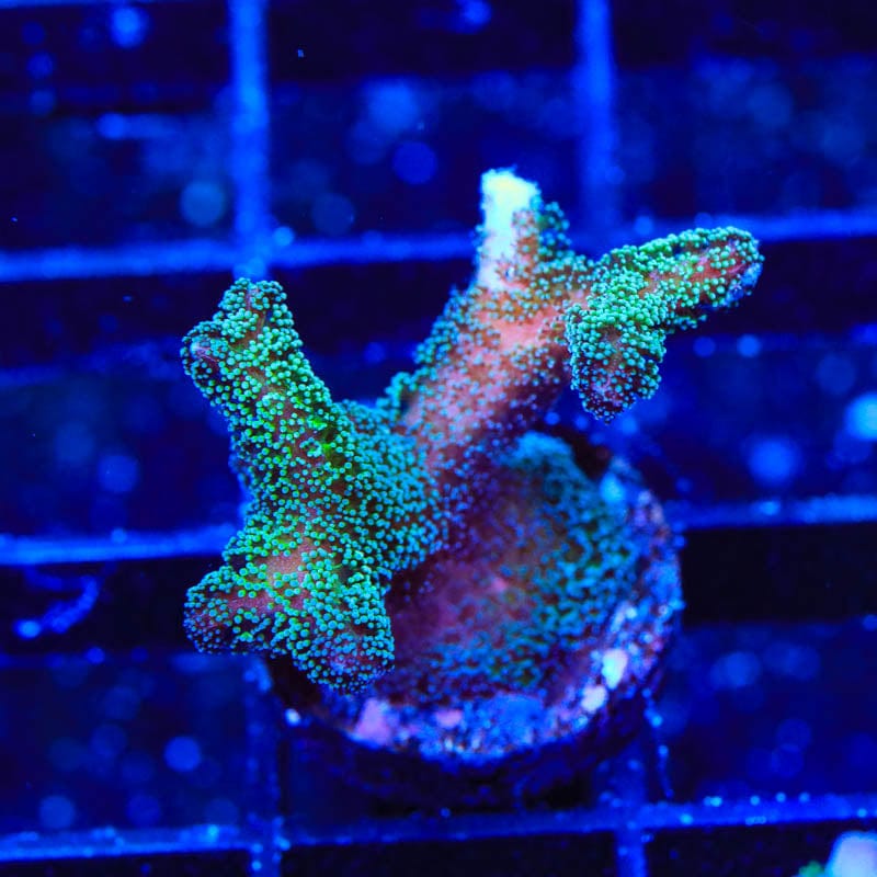 TSA Fuzzy Birdsnest Coral