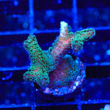 TSA Fuzzy Birdsnest Coral