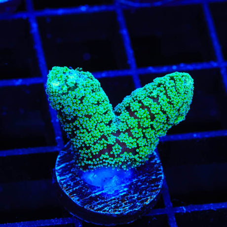 TSA Fuzzy Birdsnest Coral