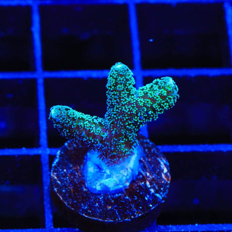 TSA Fuzzy Birdsnest Coral