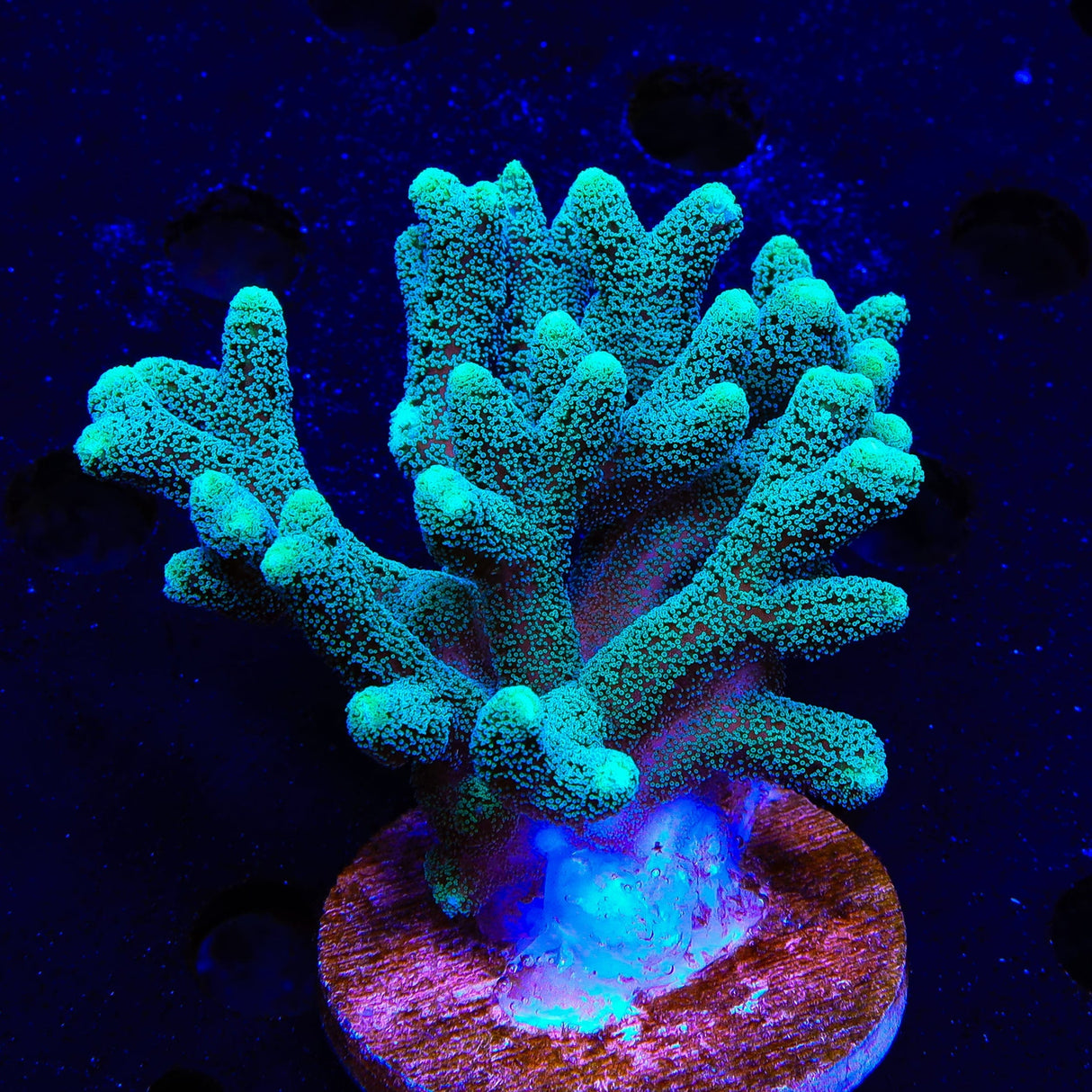 TSA Fuzzy Birdsnest XL Frag Coral