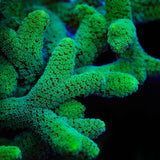 TSA Fuzzy Birdsnest XL Frag Coral