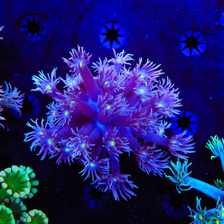 TSA Fuzzy Grape Goniopora Coral