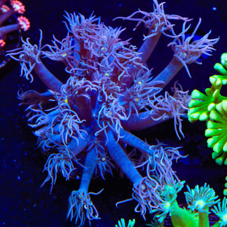 TSA Fuzzy Grape Goniopora Coral