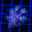 TSA Fuzzy Grape Goniopora Coral