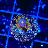 TSA Galactic Burst Zoanthids Coral