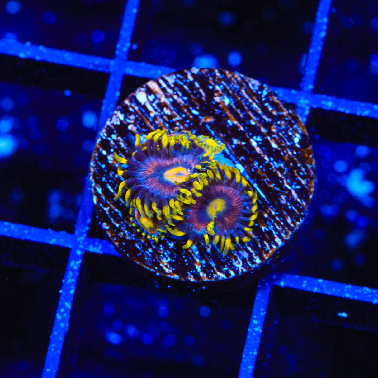 TSA Galactic Burst Zoanthids Coral