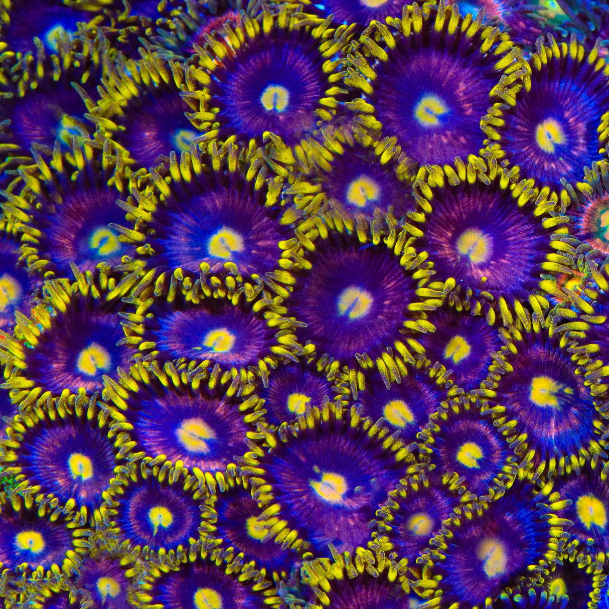 TSA Galactic Burst Zoanthids Coral
