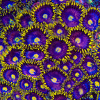 TSA Galactic Burst Zoanthids Coral