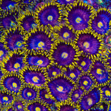 TSA Galactic Burst Zoanthids Coral