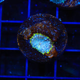 TSA Galactic Mushroom Coral