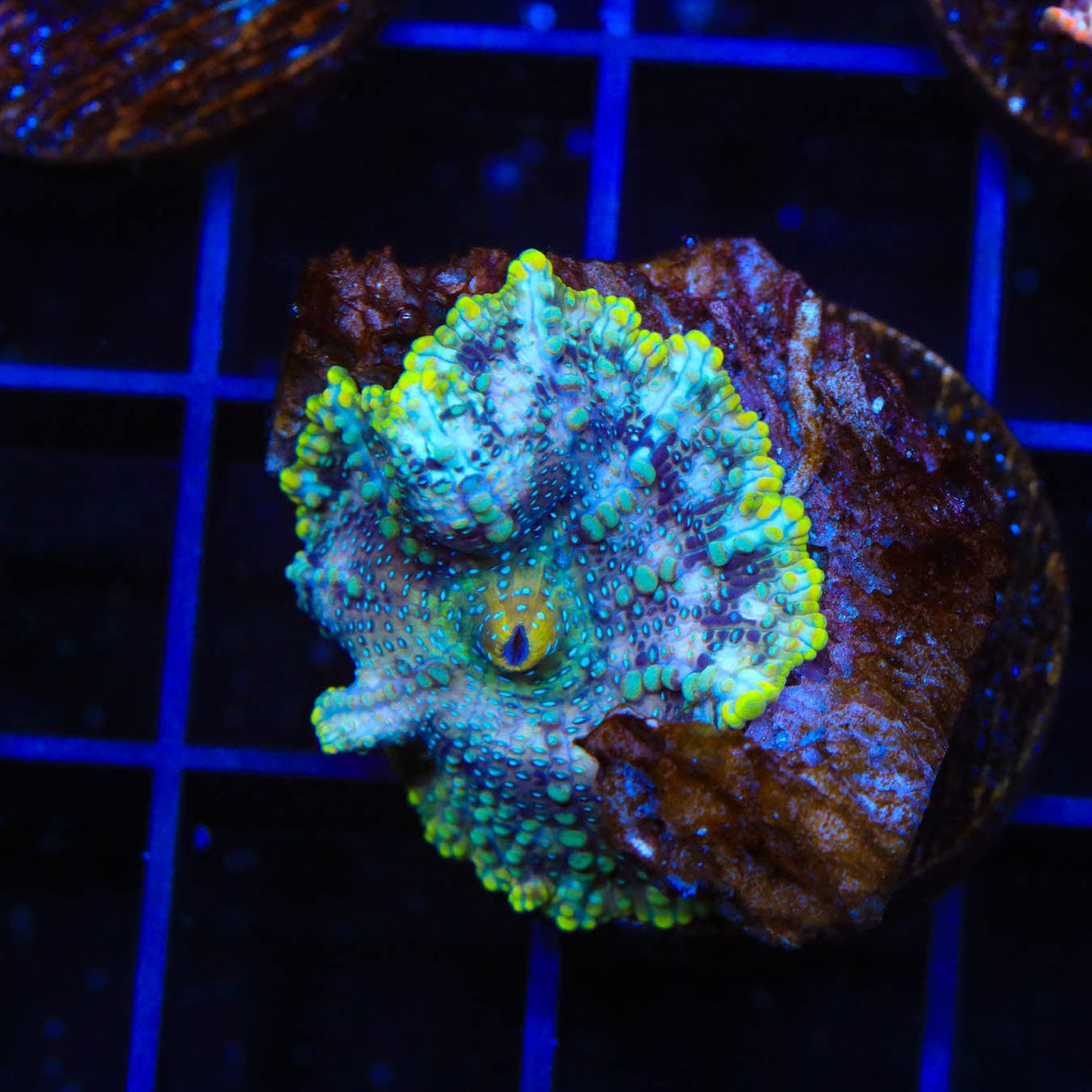 TSA Galactic Mushroom Coral