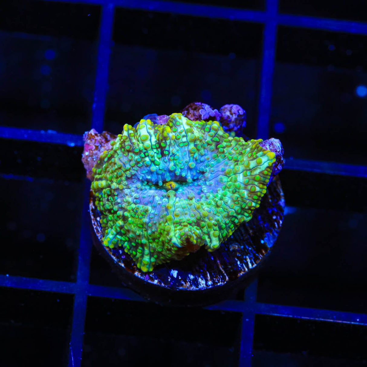 TSA Galactic Mushroom Coral