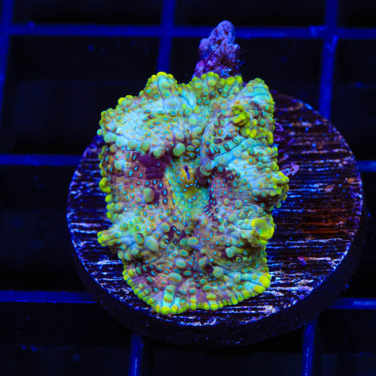 TSA Galactic Mushroom Coral