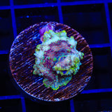 TSA Galactic Mushroom Coral