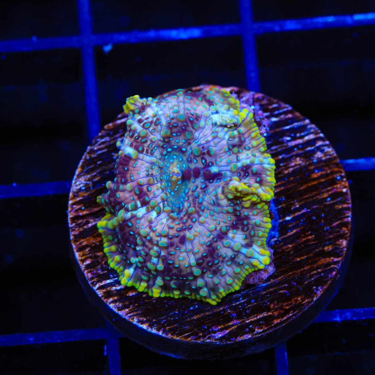 TSA Galactic Mushroom Coral