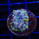 TSA Galactic Mushroom Coral