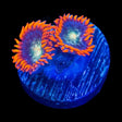 TSA Galaxy Glitter Zoanthids Coral