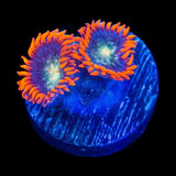 TSA Galaxy Glitter Zoanthids Coral